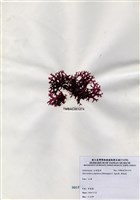 藏品(雞冠菜)的圖片